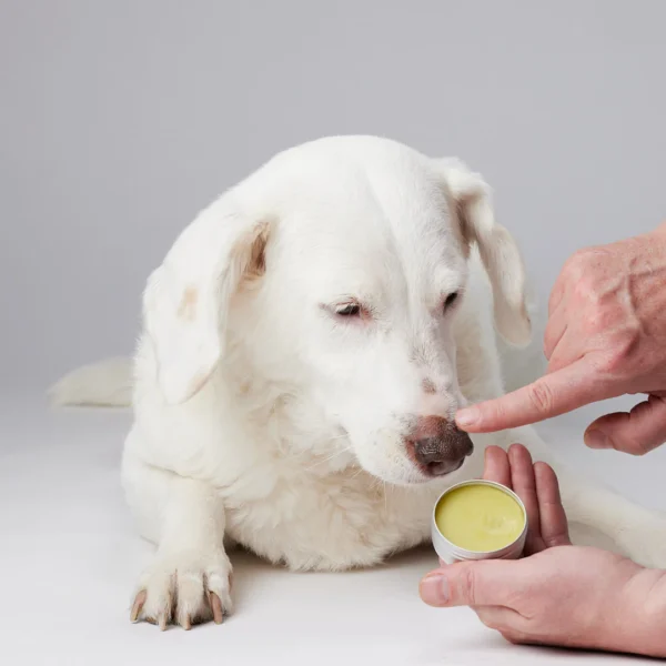 Bálsamo de CBD para mascotas - 300Mg - Imagen 3