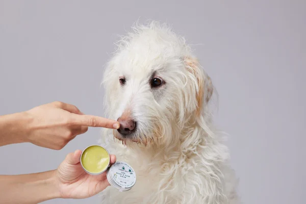 Bálsamo de CBD para mascotas - 300Mg - Imagen 2