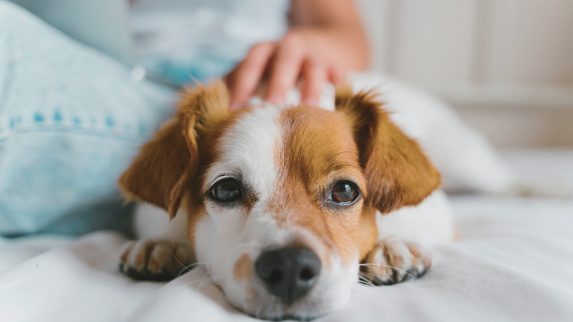 hero-dog
